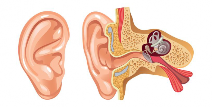 Human hearing system