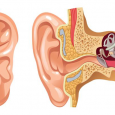 Human hearing system